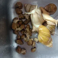 حلزون بالغ و جوجه حلزون نژاد افریقایی