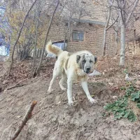 سگ نر