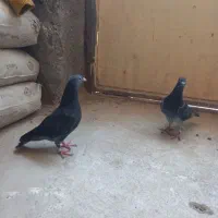 کفتر