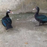 اردک اسرائیلی ۵ماهه هسن