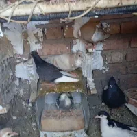 کبوتر رنگی خوشکل