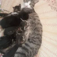 گربه مادر با بچها