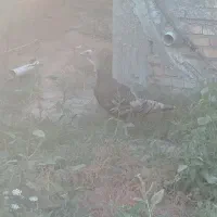 بوقلمون ماده