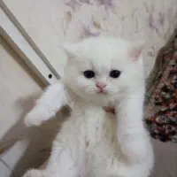 گربه