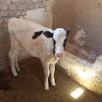 گوساله ماده