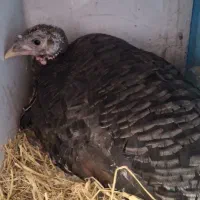 بوقلمون کرچ