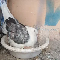 کفتر مولد