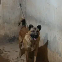 سگ سرابی یازده ماهه