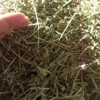 فروش یونجه بسته بندی خشک و خالص