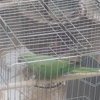 طوطی ملنگو
