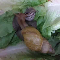 حلزون بالغ برای جفت