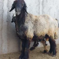 قوچ قنقری داشتی بدون تعریف