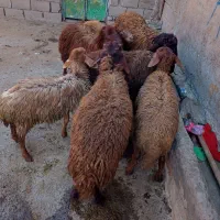 نه عدد بره