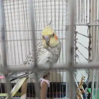 یک جفت عروس هلندی (معاوضه) با پلی استیشن