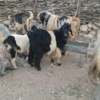 کهره