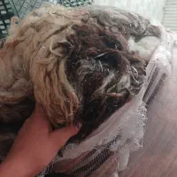 پشم گوسفند