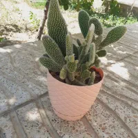 گل کاکتوس