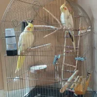 عروس هلندی جفت لوتینو کار داده