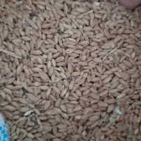 ۵۰ کیلو گندم تازه