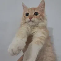 توله گربه پرشین بریتیش