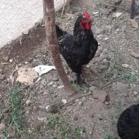 خروس برهما