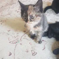 گربه بازیگوش. تازه دو روز هست غذا میخوره.