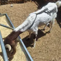 گوسفند پاکستانی دورگ