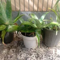 گیاه الوورا