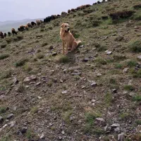 سگ پژدر|سگ|قروه, |دیوار