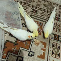 چهار عدد لوتینو دستی خوشگل و بازیگوش