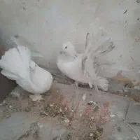 کبوتر