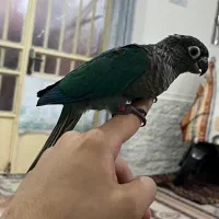 طوطی گرینچیک گم شده در تنگک اول