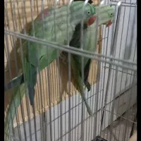 شاه طوطی مولد