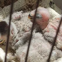 جوجه کوتوله سرلاکی سرحال