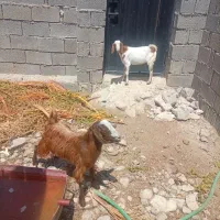 دوعددکره نر