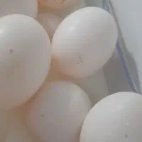 تخم کفتر