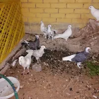 کبوتر خوب