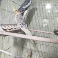 جفت عروس هلندی سخنگو ضمانتی تخم گذار