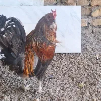 مرغ وخروس لری