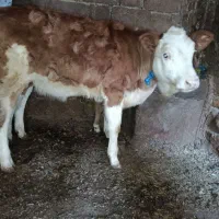 گوساله ماده