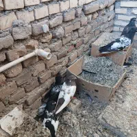کبوتر فروش