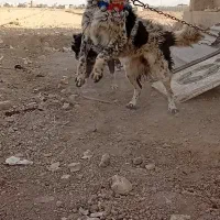 واگذارسگ نرو و لاس گله ای