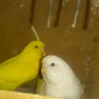 پرنده مرغ عشق