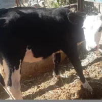 چهار راس گوساله ماده قطع شیر