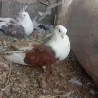 کفتر پشدار