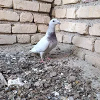 کفتر ماده