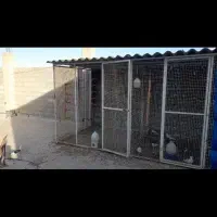 قفس|لوازم جانبی حیوانات|بوشهر, |دیوار