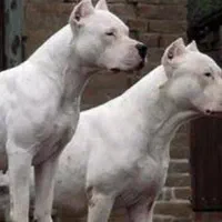 داگو نر1 کنکورسو نر و ماده مشکی روتوایلر نر4