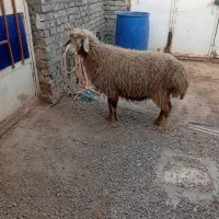 اهواز