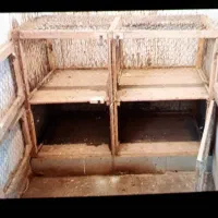 جفت کن انواع پرنده چهار تایی